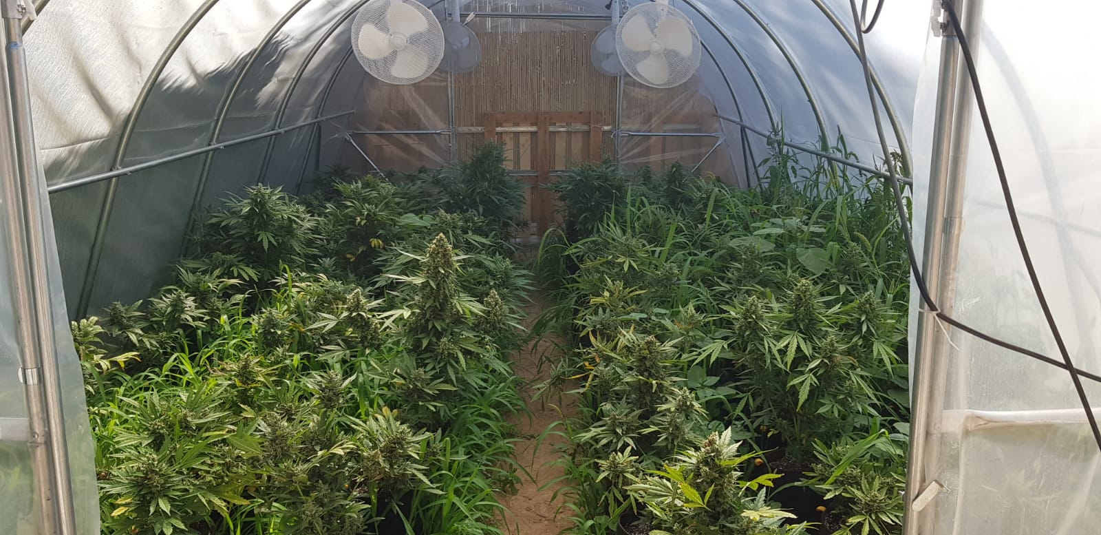 смотреть плантации марихуаны
