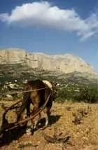Cultivo de la pasa Jávea