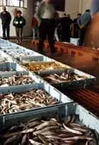 La Subasta de pescado de Jávea