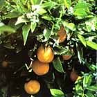 Naranjos de Jávea