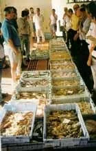 Subasta pescado Jávea