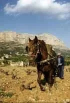 Tradiciones Populares Jávea la Pasa