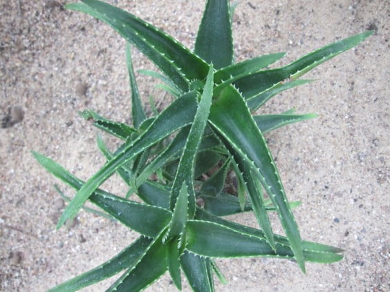 Aloe Ferox