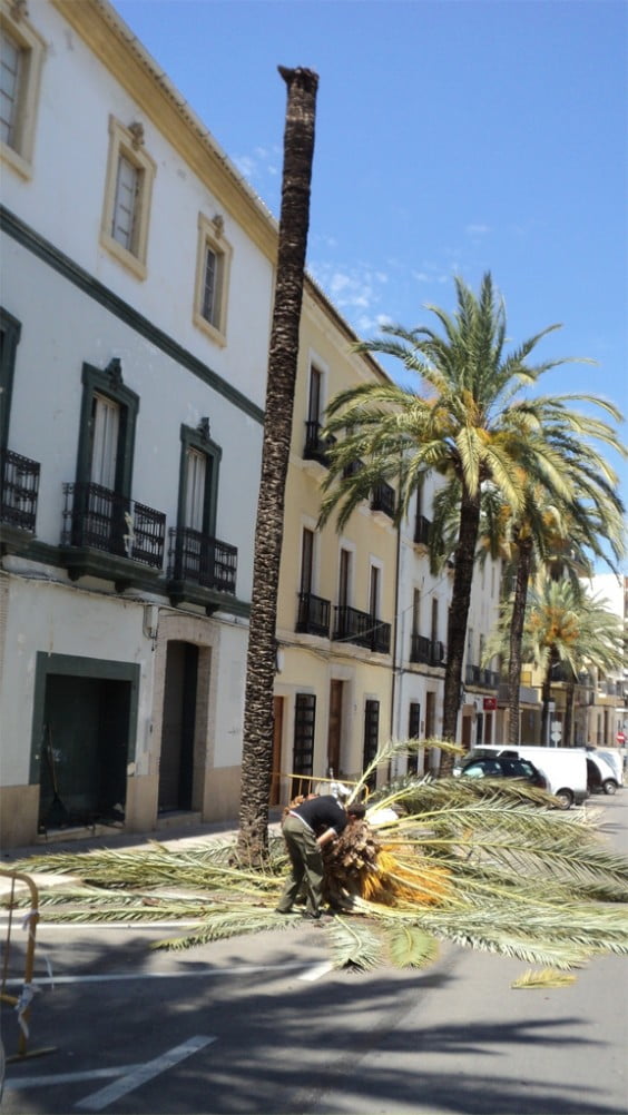 Palmera afectada por el picudo rojo en la avenida de Alicante de Jávea