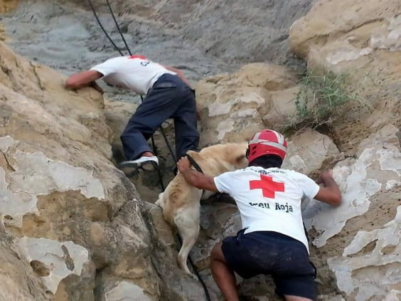Cruz Roja en Jávea rescata a un perro de la playa del Portixol