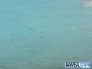 Bancos de pequeñas medusas marrones en la playa de la grava.
