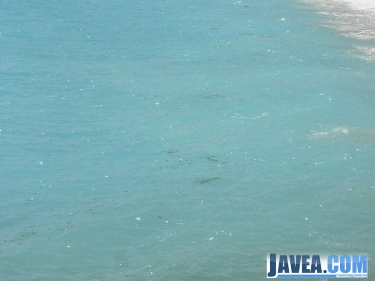 Los bancos de medusas se agrupaban en la orilla de las playas de Jávea impidiendo el baño.