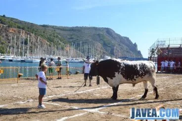 El manso paseando por las parcelas