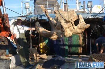 Amador Ros con los restos del cráneo de la ballena
