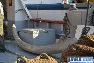 La mandíbula en la embarcación