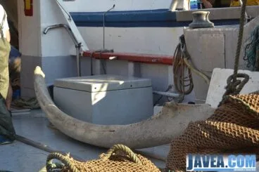 La mandíbula en la embarcación