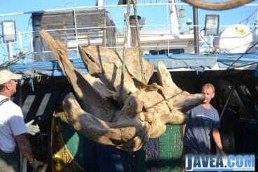 Los restos del cráneo de la ballena