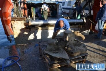 Restos de las vertebras de la ballena