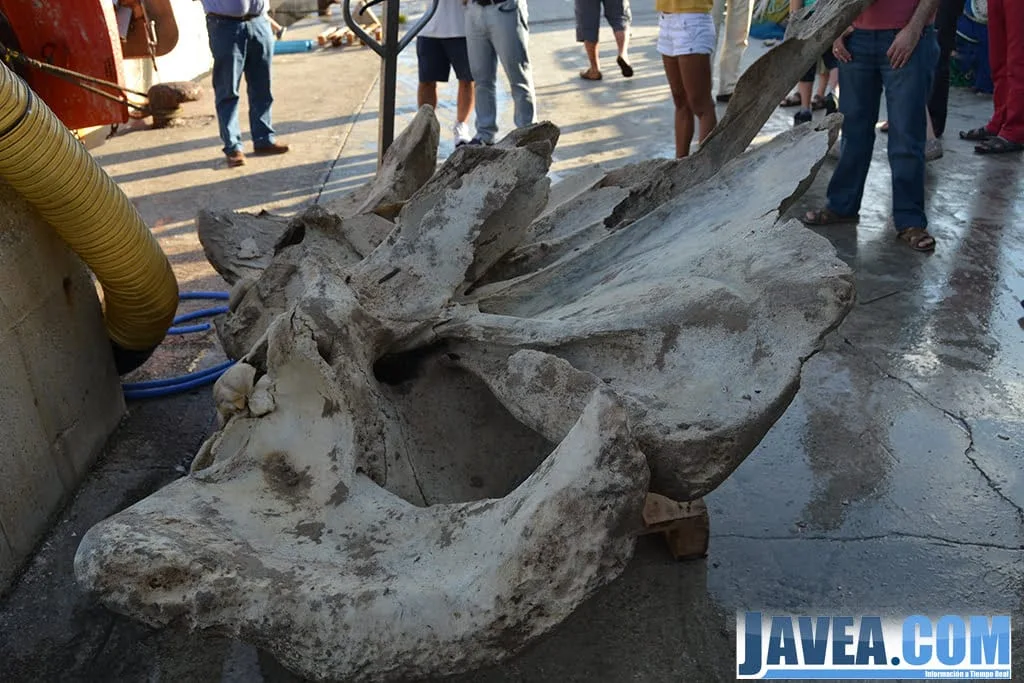 Restos del cráneo de la ballena