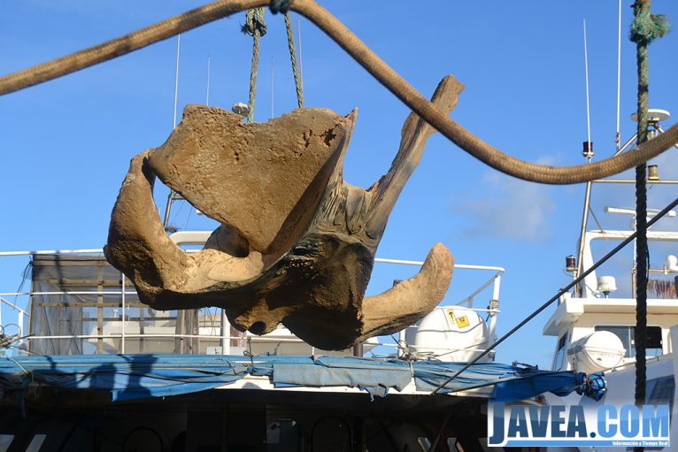 Sacando los restos del cráneo de la ballena
