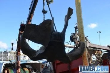 Sacando los restos del cráneo de la embarcación