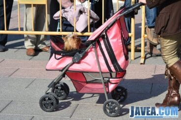Las mascotas no se perdieron la bendición de San Antonio