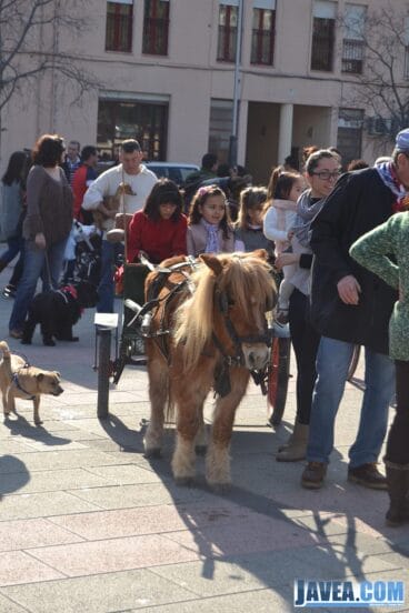 Los pequeños ponis tiraban de carros en la bendición de San Antonio