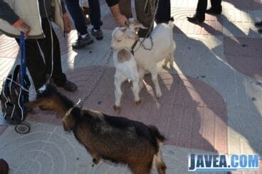 Los vecinos y vecinos de Jávea fueron a bendecir a sus animales