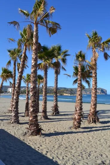 Palmeras en la Playa del Arenal de Jávea