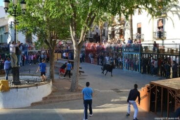 Bous al carrer en Jávea en la Placeta del Convent