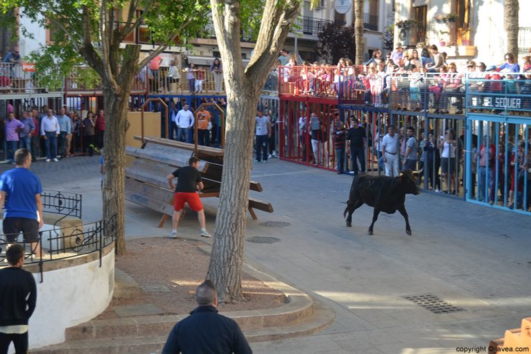 Els bous al carrer en Jávea inauguran las fiestas de Jesús Nazareno en Jávea
