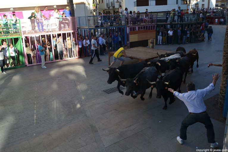 La sesión de tarde de bous al carrer en Jávea ha empezado con una entrada de toros y vaquillas