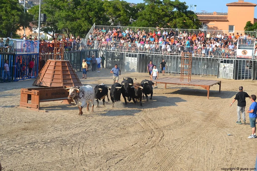Entrada de bous al carrer en las fiestas de Fogueres de Xàbia