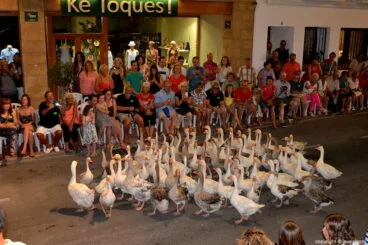 Ocas adiestradas en el boato de la capitanía 2014