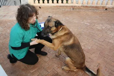 Sanavet acude a domicilio para atender a tus mascotas
