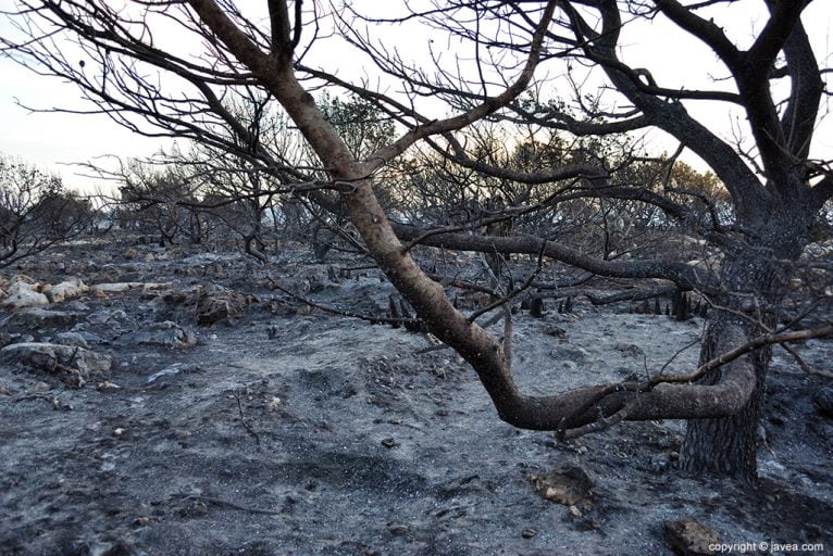 Résultat d'incendie à Las Planas et Cabo San Antonio