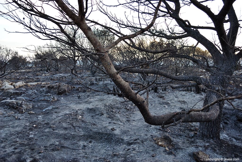 Resultado del incendio en Las Planas y Cabo de San Antonio