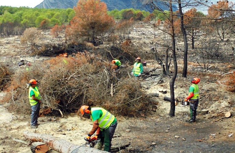 Tala de árboles en la limpieza de La Plana