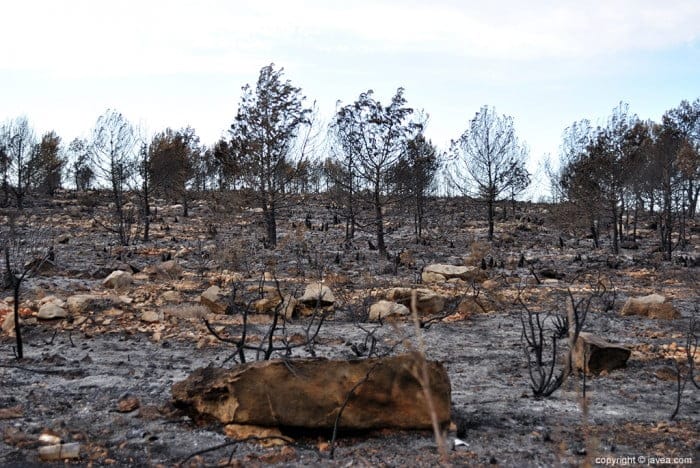 Resultado-del-incendio-en-Las-Planas-y-Cabo-de-San-Antonio