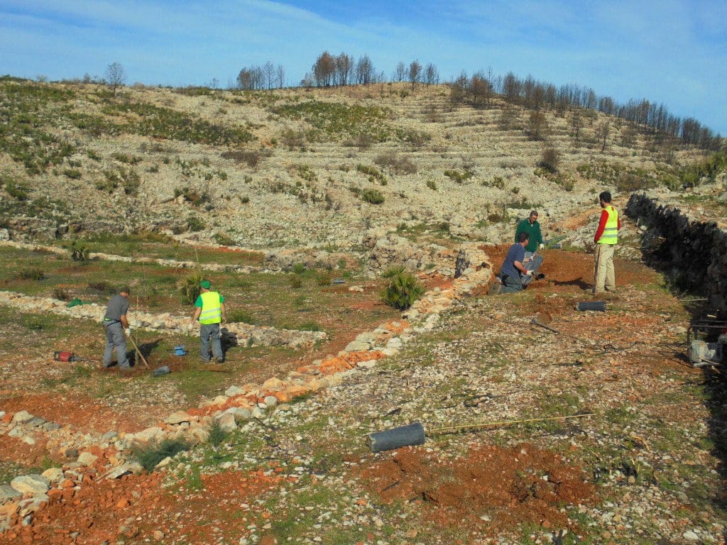 Reforestación del Cami de la Cova tallada
