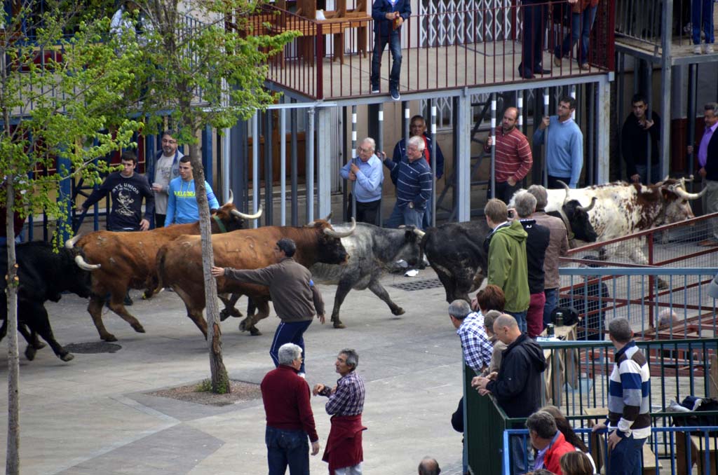 Bous al Carrer en Xàbia