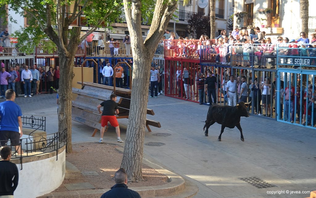 Bous al carrer en la Placeta del Convent de Jávea