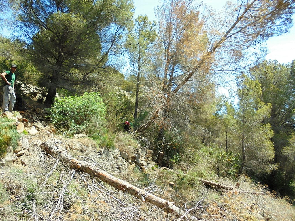 Pinos con la plaga del tomicus en el Montgó