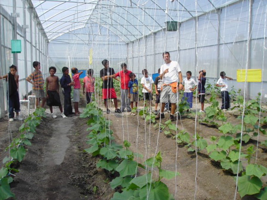 Invernadero con hortalizas cultivadas