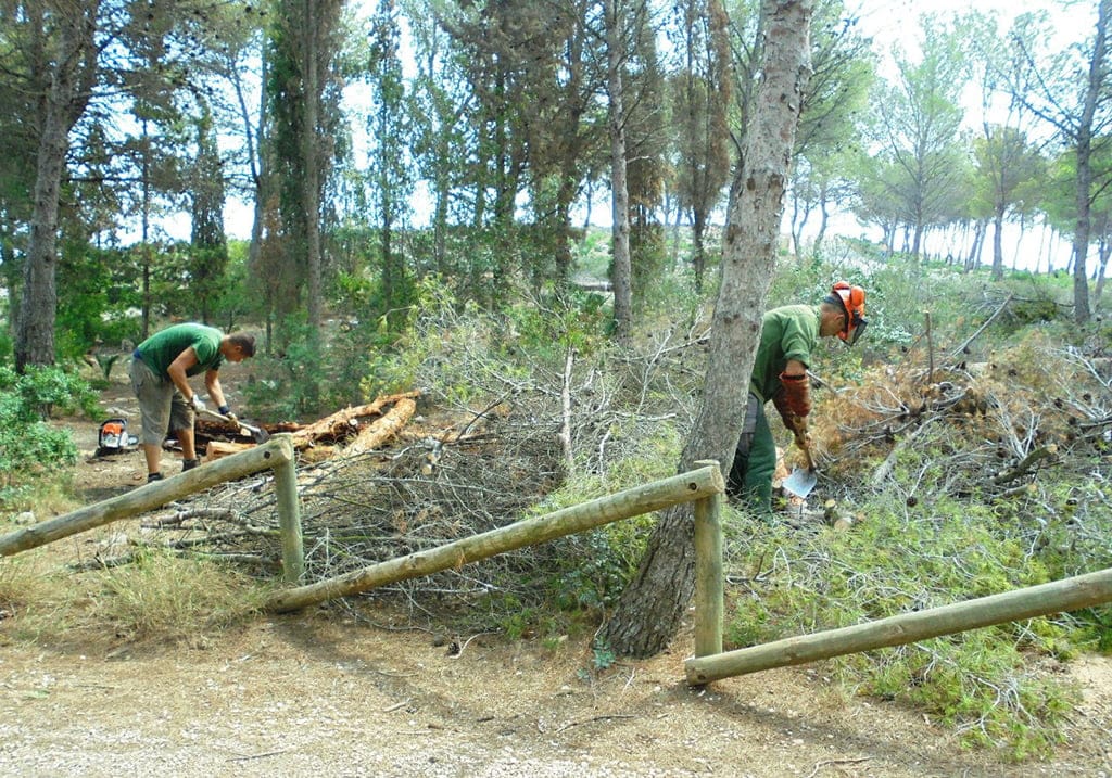 Operarios retirando los pinos de la zona de la Plana
