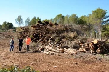 Troncos cortados para evitar plagas