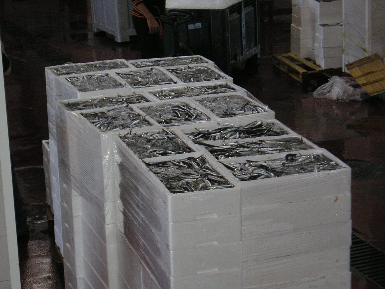 Capturas de boquerón en Xàbia