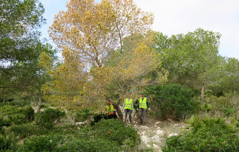 Brigadas municipales cortando pinos en la Granadella