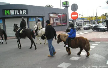 Caballos desfilando en el día de San Antón