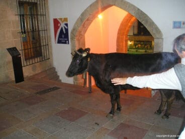 Vaquilla frente a la oficina de Turismo