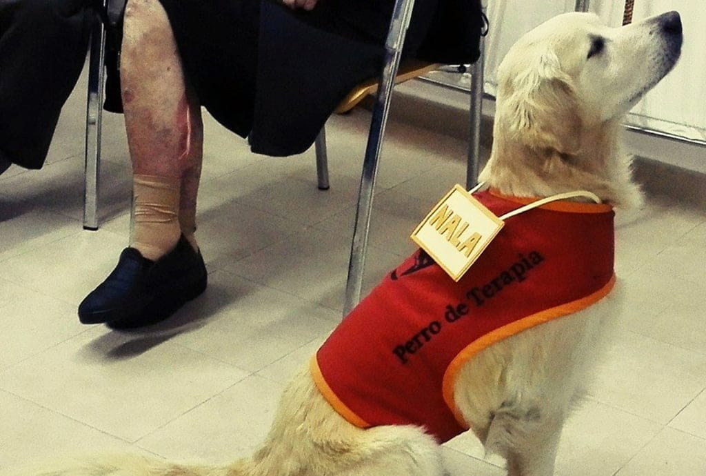 Perro adiestrado para terapia