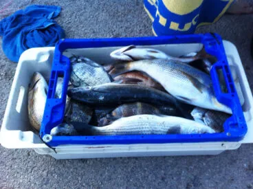 Pescado requisado a furtivos