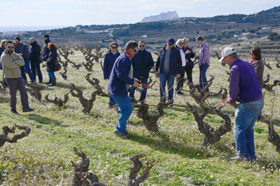 Proceso de poda del BioMoscatell del Poble Nou de Benitatxell