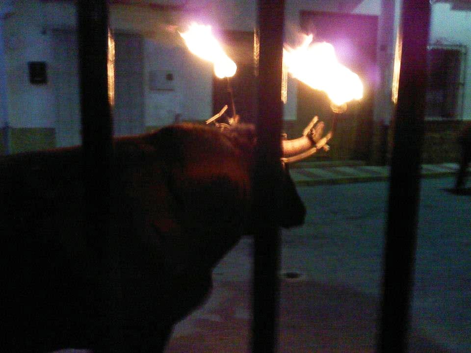 Bou embolat en Benitatxell