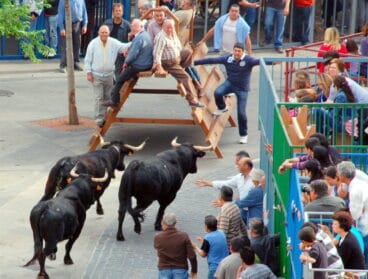 Bous al carrer Xàbia